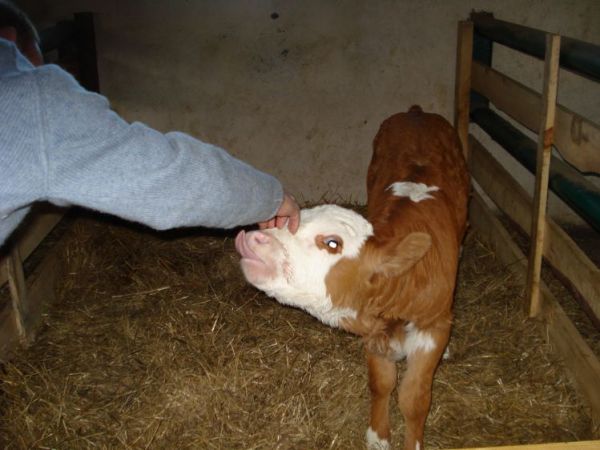 Cieliczka w gospodarstwie agroturystycznym