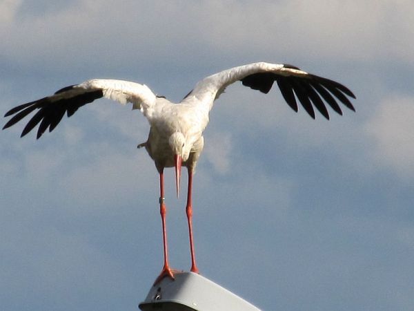 zdjecie Pietrzykowice