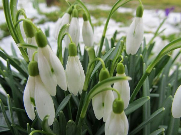 zdjecie Pietrzykowice