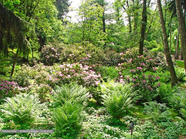 Polanica-Zdrój Park Różanecznikowy