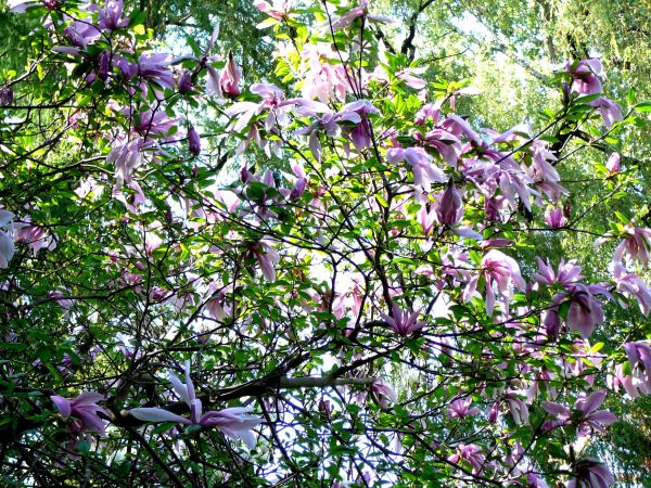 KWITNĄCE MAGNOLIE