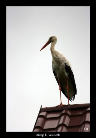 Brzegi k. Wieliczki 9