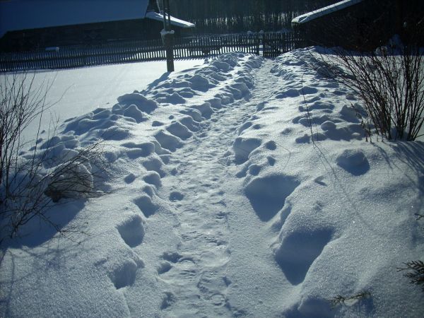 Ścieżka po drzewka...