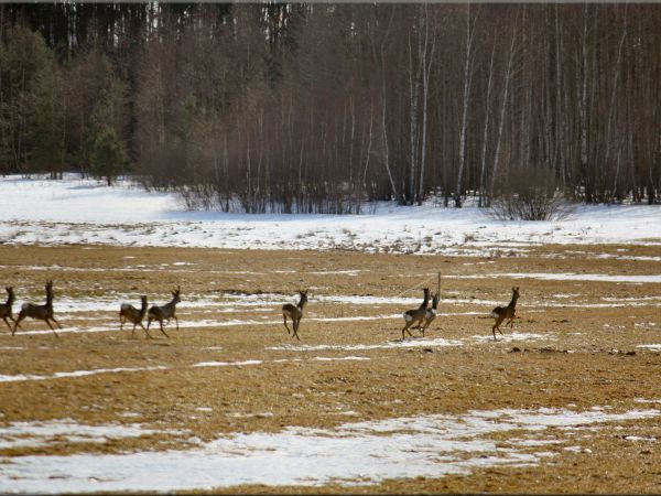 zdjecie Tyniewicze Duże