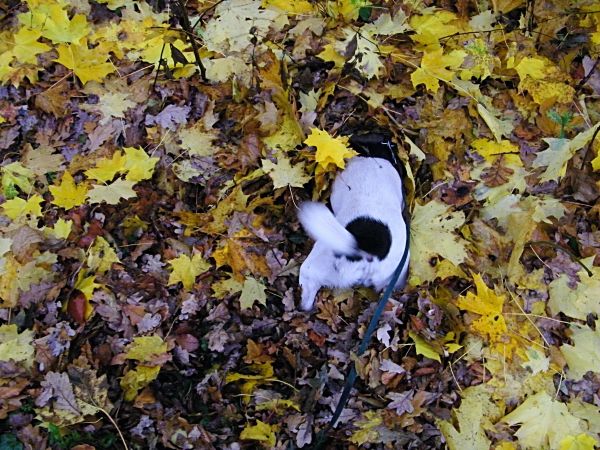 pies kopiący norę chyba mysią może kreta a tak naprawd nie wiem starsza fotka ma kilka dobrych lat