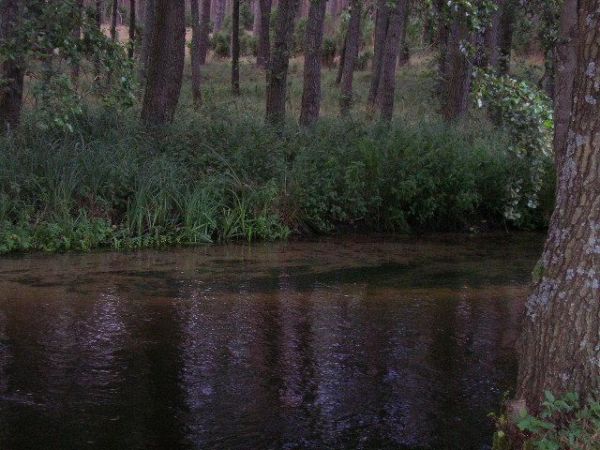 Rzeka Piława przepływająca przez las w miejscowości Zdbice.