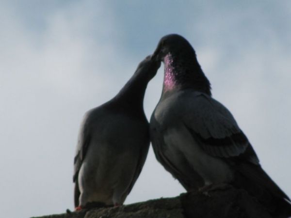 zdjecie Polubicze Wiejskie Pierwsze