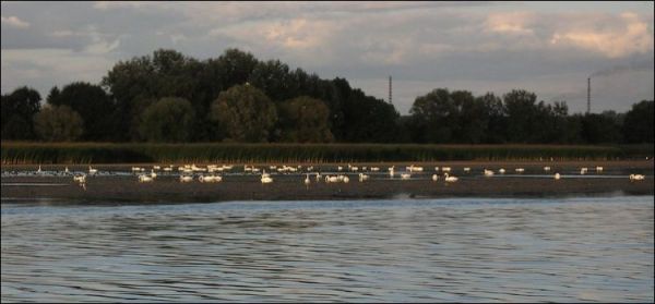 Dzika przyroda z elementami wielkiego przemysłu.
