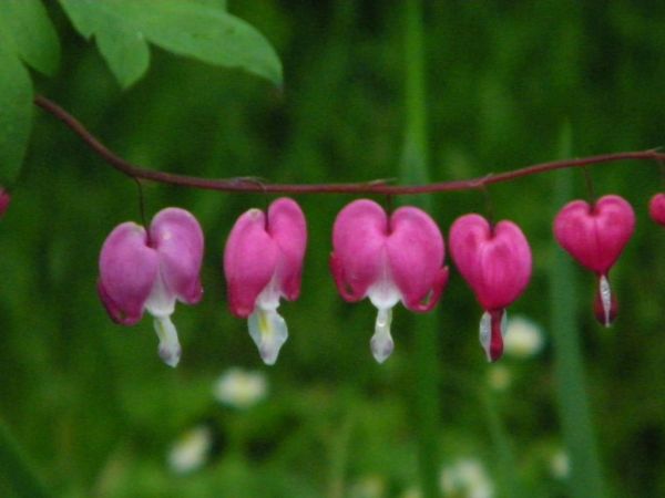 kwiaty  przepraszam  nazwy nie znam kwiatów