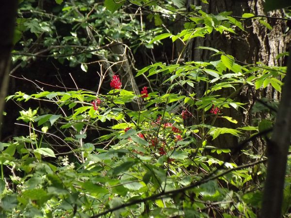 dziki bez koralowy - wabi ptaki jaskrawym ubarwieniem owoców.