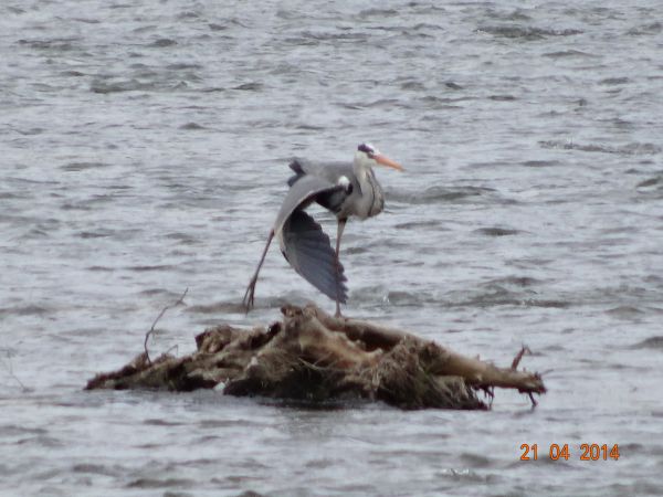 czapla siwa suszy pióra skrzydła.