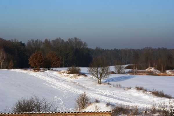 Widok skraju lasu Równopola  2010r