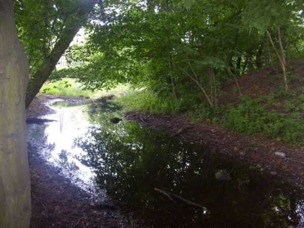 Pozostałości po fosie koło pałacu