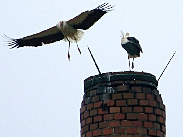 starsza fotka komin dawnej gorzelni nie istniejącej już od dawna pewnie bociany wspominają a może dobry punkt obserwacyjny
