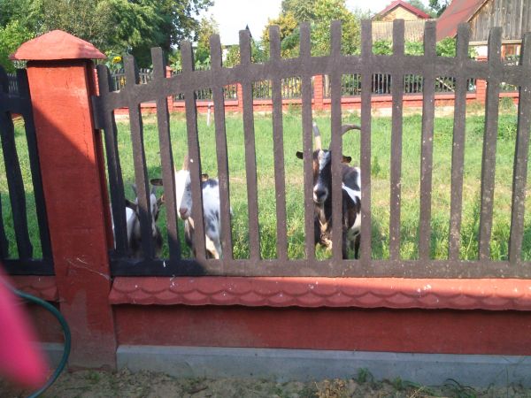 zdjecie Pieczyska Łowickie