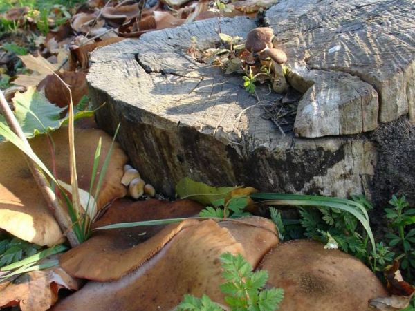 Opieńki z Wieszyna rosnące przy drodze