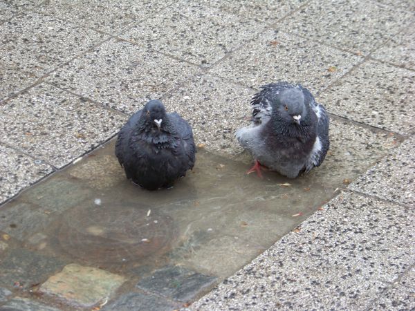 Kąpiel w kałuży nad morzem - Sopot 15-05-2011