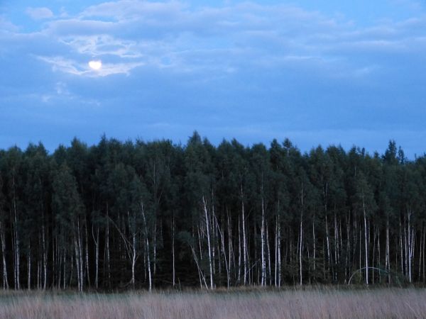 zdjecie Białowieża