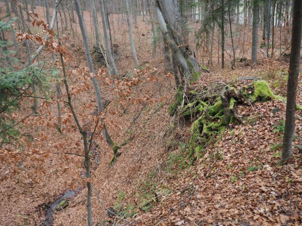 w siodle zbocza Gór Słonnych : buki "kroczące", woda w strumieniu z "nutą" solankową, w miejscach bardziej dostępnych służy jako wodopój leśnych zwierząt zaś po