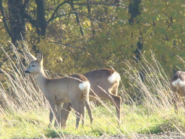 Sarny - Książenice 09.2010