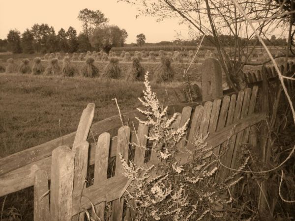 Dąbrówki Breńskie - Dawniej