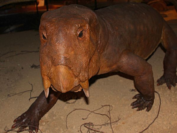 zdjecie Starachowice