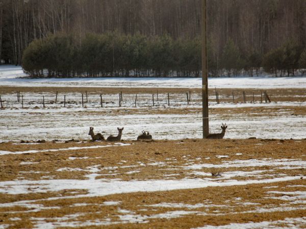 zdjecie Tyniewicze Duże