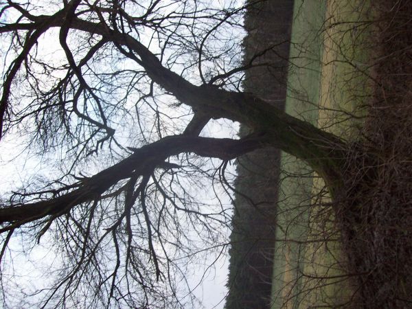 Ciekawe drzewo akacja obok leśniczówki Września.