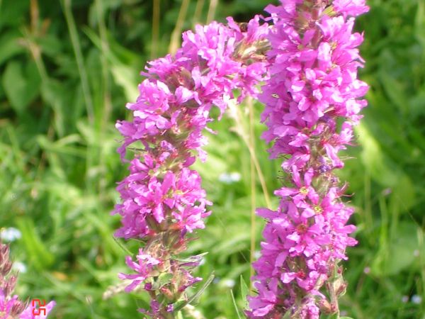 Fot. Ewa Kamila Jabłońska