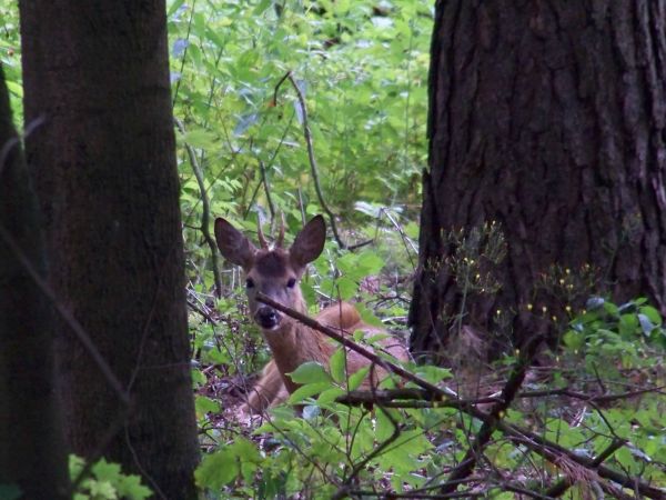 Samotny, wypoczywający koziołek na wzgórzu w pobliżu plaży.