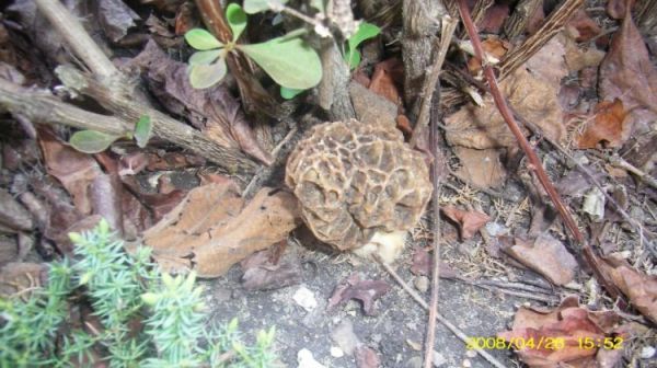 Osieczna - drugi smardz