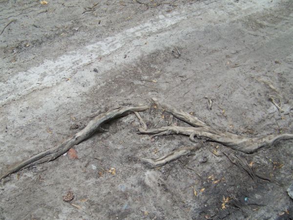 Dzieło natury - korzeń rozjechany przez turystów.