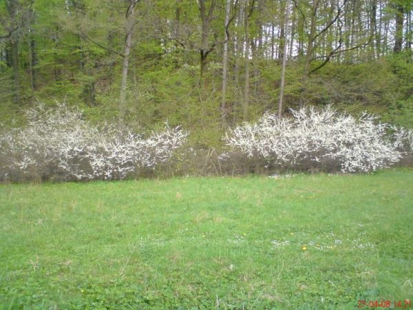 zdjecie Hucisko Jawornickie