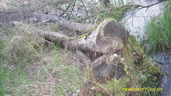 Osieczna - największy, znaleziony wynik "pracy" bobrów