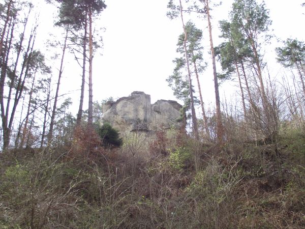 już na wyżyźnie - bliżej owianego legendami kamienia : dużo śladów buchtowania, dziki w dzień odpoczywają w barłogach, wieczorem wychodzą na żer. Żywią się m.in