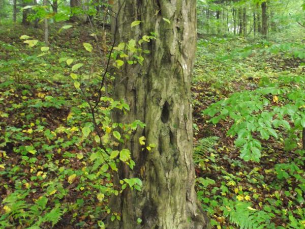 to uroda drzewa taka a nie poligon chrząszcza - kornika drukarza, choć może już tam spoziera by za cel obrać ? - ponadto : kukułka niszczy ćmy "owłosione" - te