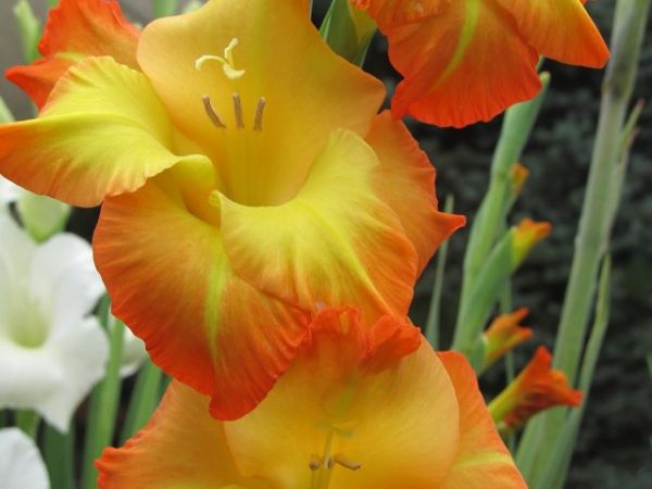 zdjecie Pietrzykowice