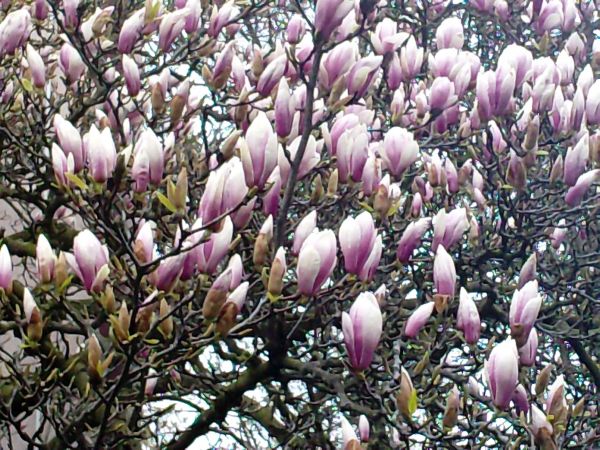 Magnolia kwitnąca koło Przychodni.