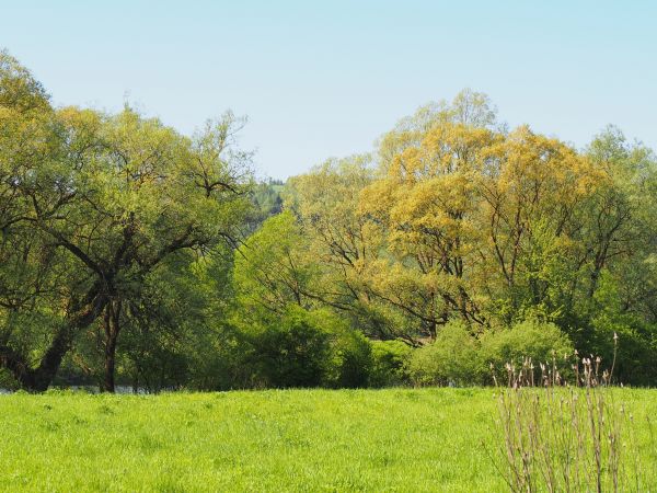 wstęga koryta Sanu - widoczna za kępą drzew i zakrzaczeń, dla turystów  odwiedzających te okolice, miłośników natury, pragnących ciszy i kontaktu z przyrodą - j