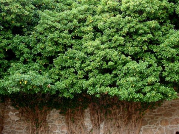 Zamek Chojnik (Jelenia Góra-Sobieszów) – zbudowany w 1364. W 1392 r. zamek otrzymuje od księżnej Agnieszki  (z piastowskiej linii świdnicko-jaworskiej) ry