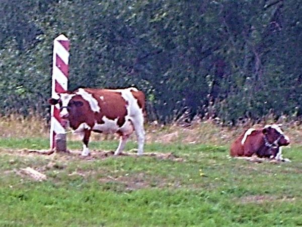 Krowy przy słupie granicznym z Niemcami wieś Żarka nad Nysą