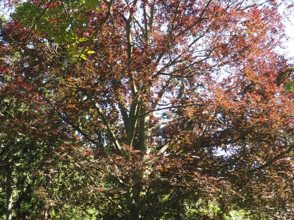 spacerując po parku przy Dworku Chopina możemy podziwiać i takie drzewa.