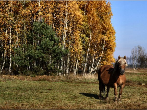 zdjecie Tyniewicze Duże