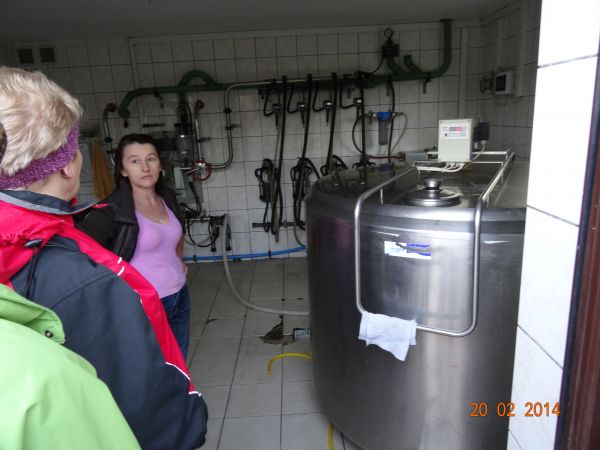 dowiedzieliśmy się, że przeciętna krowa daje rocznie ok. 6 500 l mleka a z takiej ilości można wyprodukować 1 300  kostek masła, - zagrodę z oborą hodowlaną - b