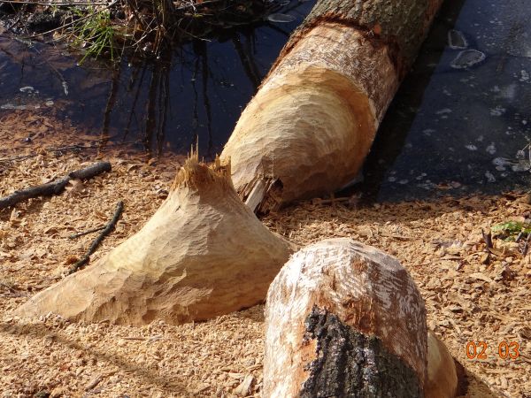 Ślady bytności bobrów, Rezerwat ostoja bobrów na rzece Pasłęce, zatorze Gamerek W.