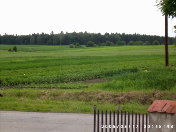 Spacer do lasu to czysta przyjemnosc