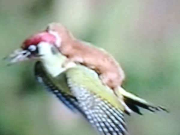 WALKA  LASICY z DZIĘCIOŁEM