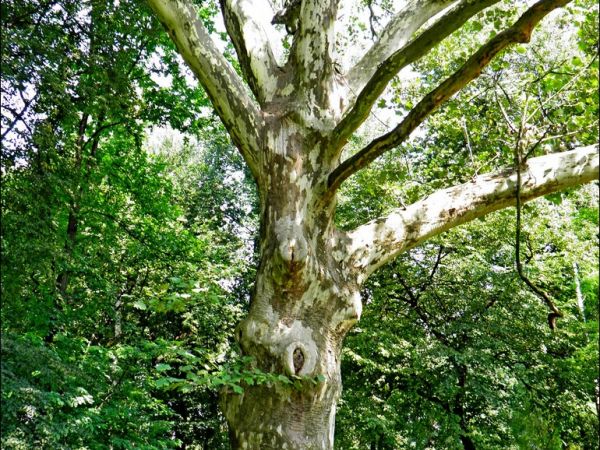 Pałac Turnauów w Urzejowicach z 1887 roku i park krajobrazowy .