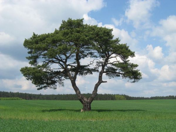 zdjecie Dziesławice