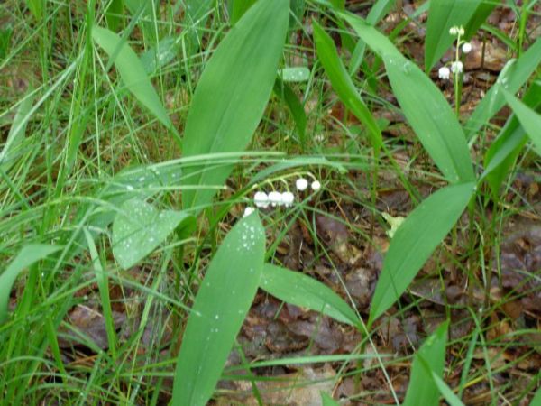 zdjecie Zalesie Górne